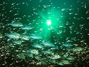 led underwater lights fishing Led deep sea fishing boat light