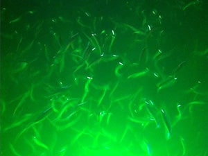 LED Fishing Lights | Hydro Glow | The Pond