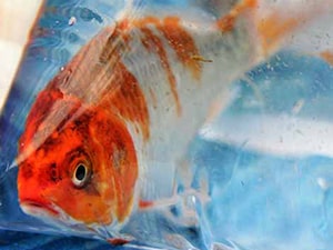Koi Fish Prices In Maryland: The Insider's Scoop 🐟 💵