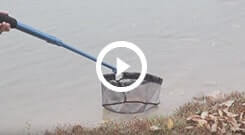 Heavy Duty Koi Pond Sludge/Muck Skimmer Net 18, with Telescopic Pole to 9  Foot